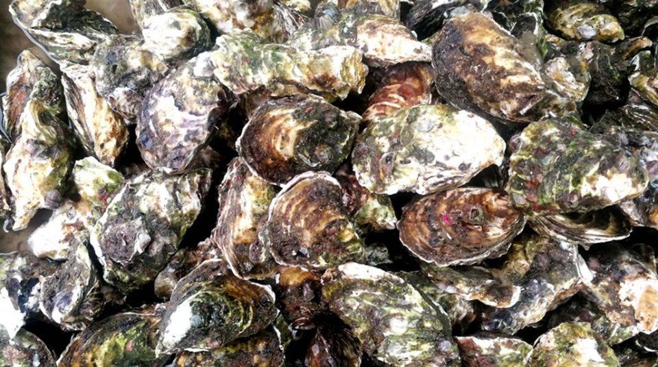 中秋节后菜市场海鲜价格腰斩，梭子蟹最高45，鲜活海鲜鱼价仍高