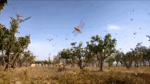  逼近@千亿蝗虫逼近中国边境，但你的辣椒和孜然可能白准备了