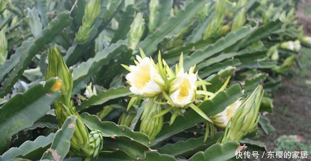  【人称】农村一种花朵，可观赏可入药，人称“霸王花”，你们认识吗？