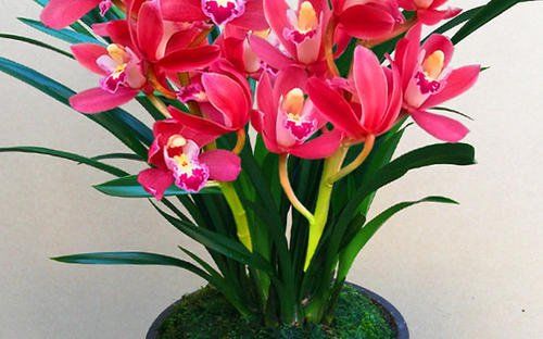  『值得』家庭养花选它，美过荷花，香过茉莉，一年四季有花赏，值得拥有