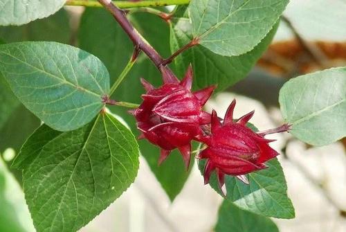  名字■名字带茄却不是茄子，一斤能卖到50元，农民却摇头说不敢