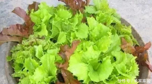 花盆里|8种在小花盆里的也能长得很好的蔬菜,高收成有窍门