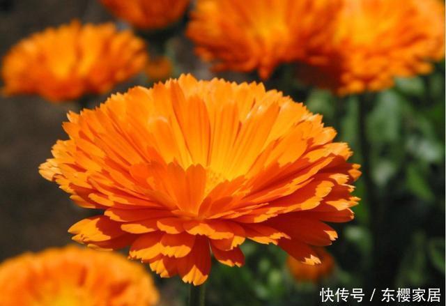 「开花」3种花适合养在客厅,四季开花招财纳福,颜色鲜艳招人喜欢,好养