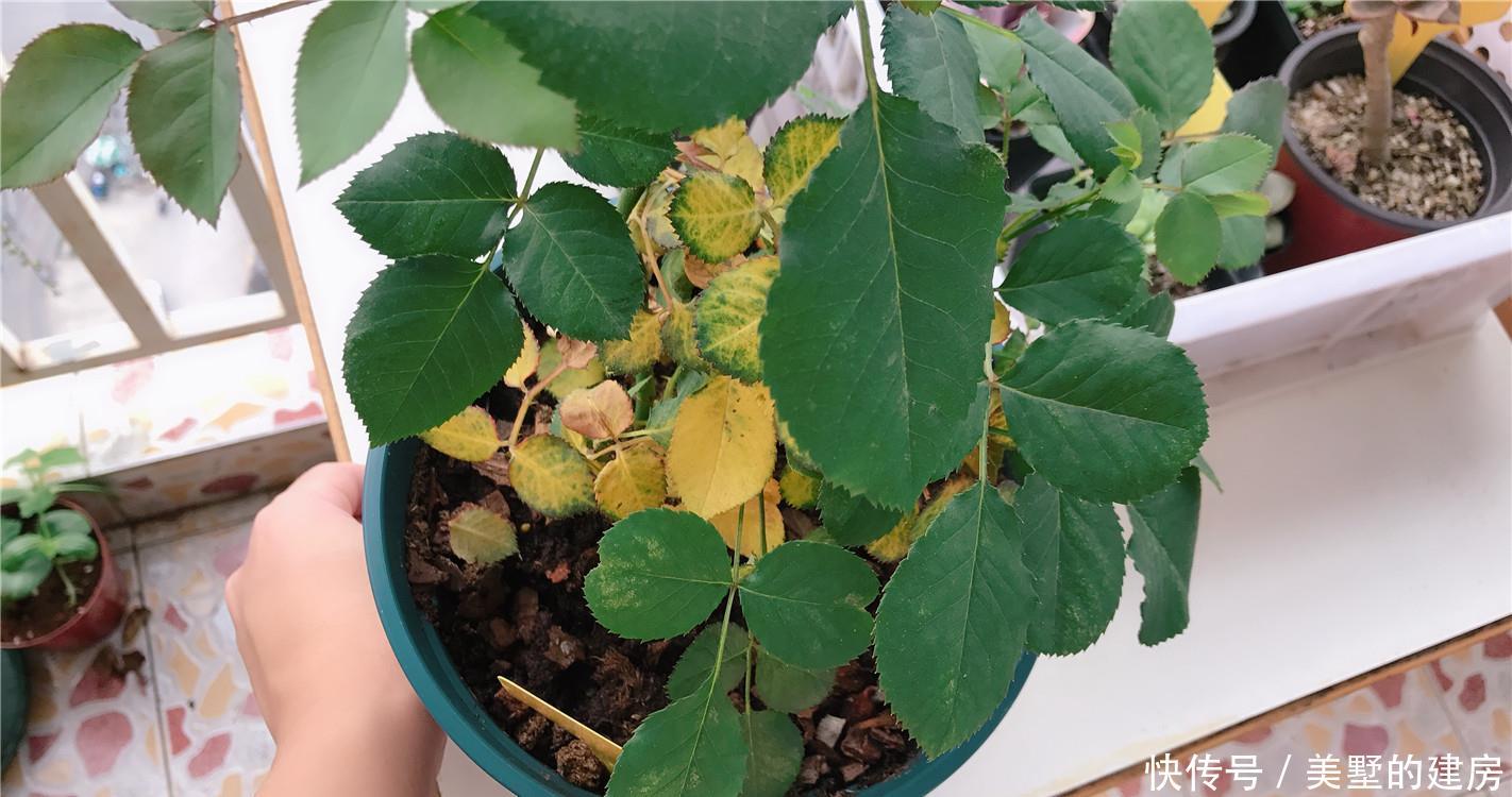  月季：护花使者：月季红蜘蛛，2种药“伺候”，同是天涯“杀红人”！