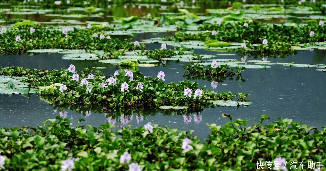 在中国“待”了十几年的水葫芦，如今去哪了？看完佩服国人的智慧