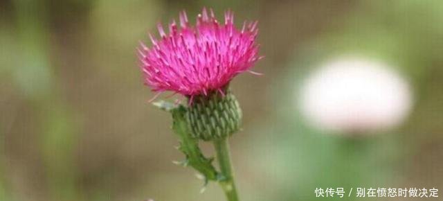 有种野菜的叶子边缘长满了刺，让人看了都害怕，却有着很高的价值