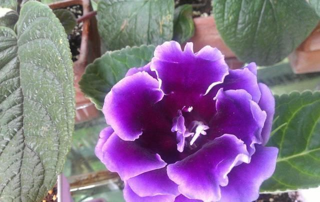  家里|3种花漂亮又好养，花色丰富能爆盆，家里养一盆，养出美丽小花园
