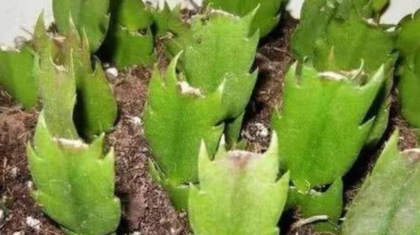 『豆瓣绿』3种不用“扦插”的花,叶子埋土里就能冒芽,成活率高省事省心...