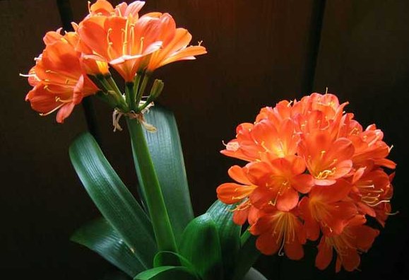 「花芽分化」君子兰不开花怎么办?记住这几招,年年开爆盆