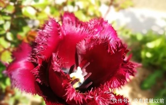 『福而摩沙』两年郁金香种植回顾