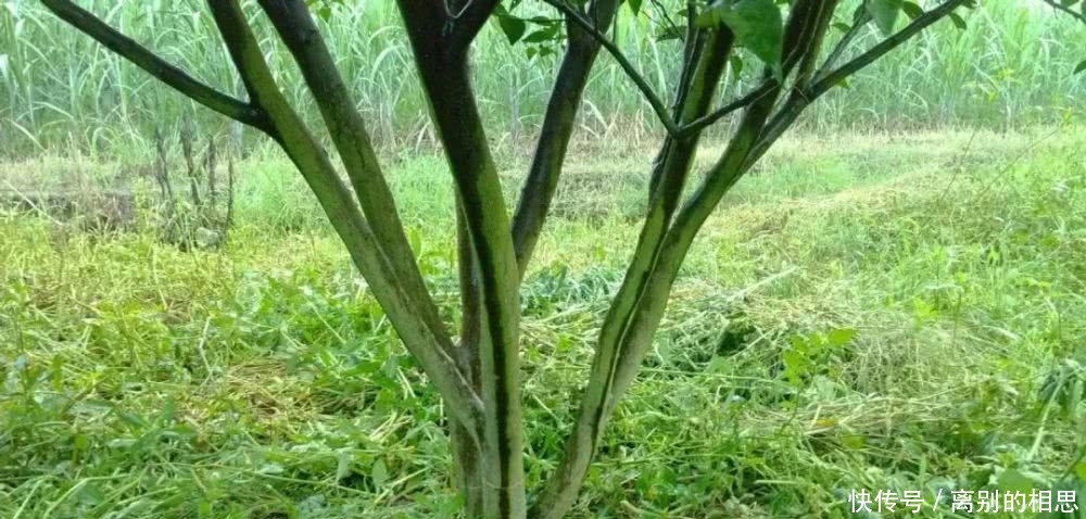  通知@惨！果园生草出大事了，300亩果园损失惨重！请立即通知给