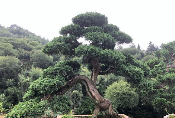  【建议】家里不能养的花，这3类绿植，白送都不要，危害巨大不建议养