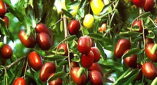  #有门道#门前种树有门道，5种树镇宅，运道好，3种树要躲开，你了解吗