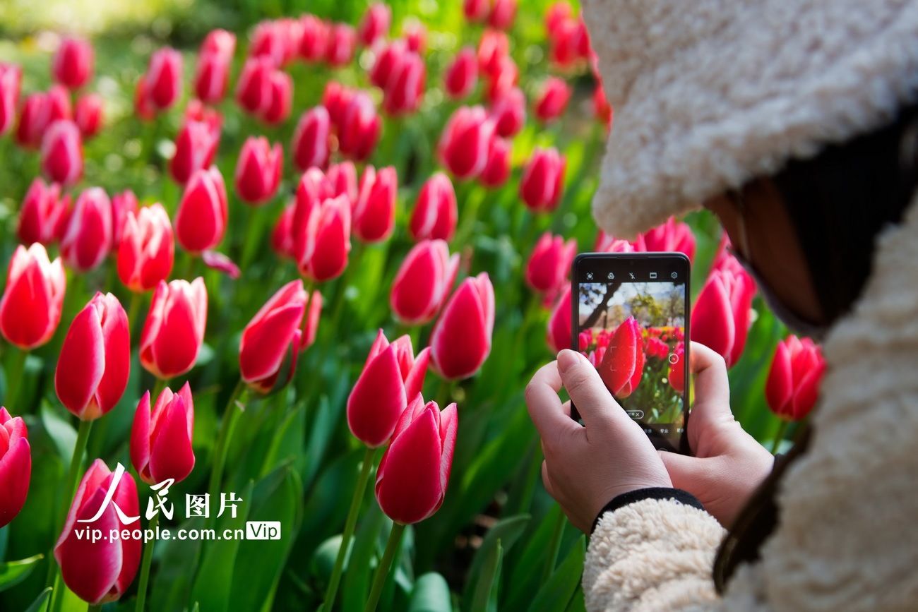 杭州：杭州：太子湾郁金香盛开
