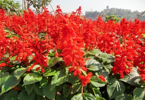  红艳艳：此花开花红艳艳，花量大，花期长，长势茂盛，养护容易