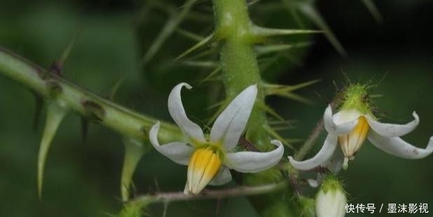  『番鬼』牛茄子，别名番鬼茄，喜生于路旁荒地、疏林或灌木丛中