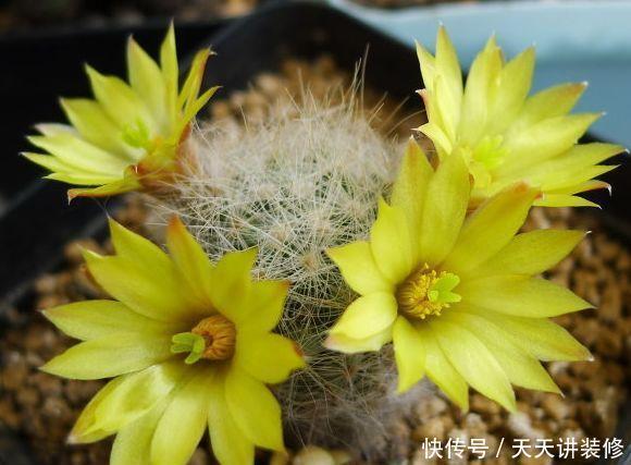  [图片作者]15种超级好养的花，不死鸟居然不是第一，“养花杀手”们试一试吧
