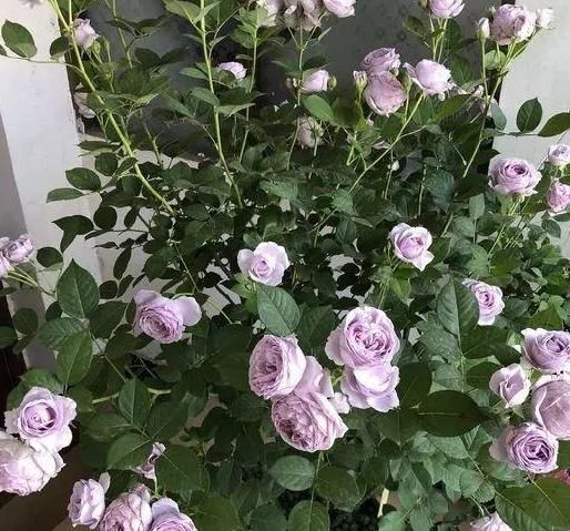  冒满■栀子花黄叶别着急，用了这种方法，轻松解决，叶子油绿，冒满花