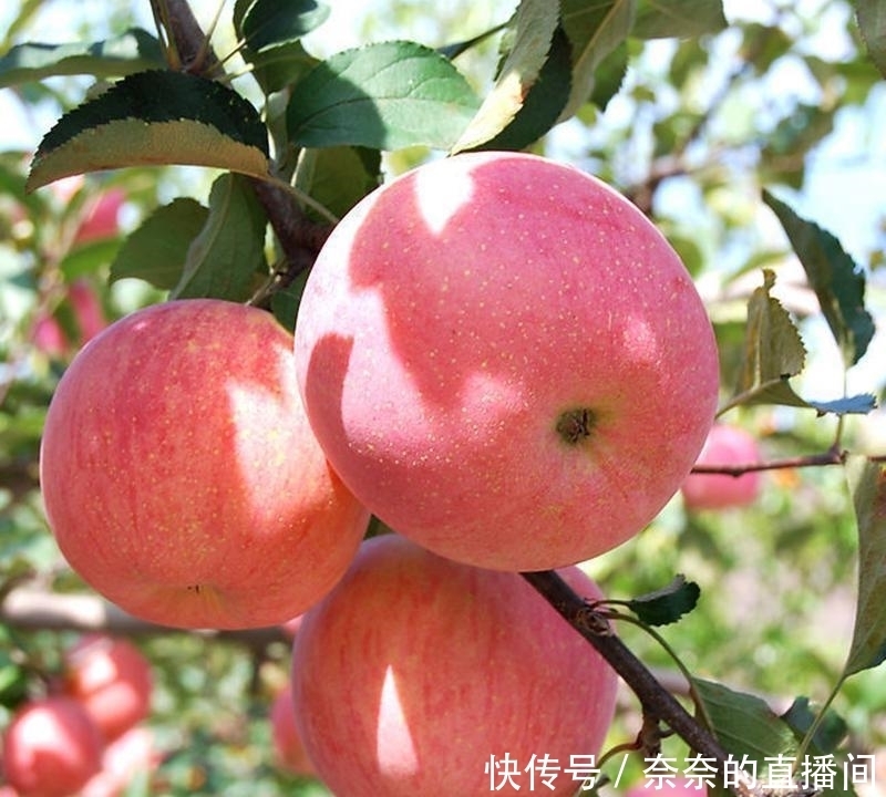 「招财」院子里不要乱种树,这6种树不仅能添福旺宅,还能招财纳福