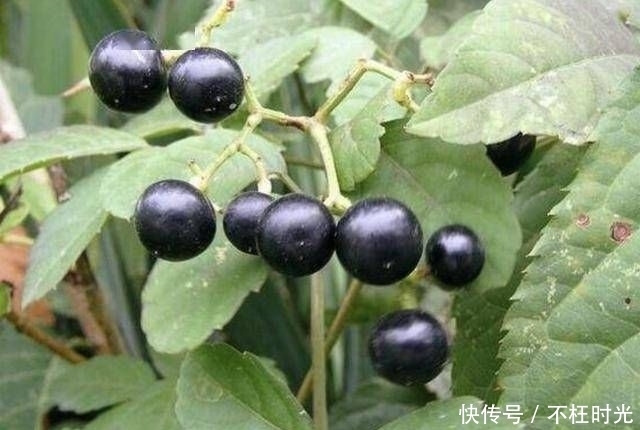 [植物]农地里的1种“野果子”，小时候常去摘，殊不知有危害，请铲除！
