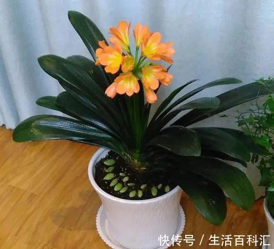 常见|花市常见的7种花,买回家总是养不活