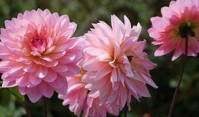  #适合#这5种花卉既好养，又开花鲜艳，花量大，适合新手盆栽养护