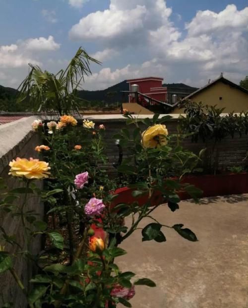 [生活]40岁之前，赚钱养家，40岁之后，种菜养花！