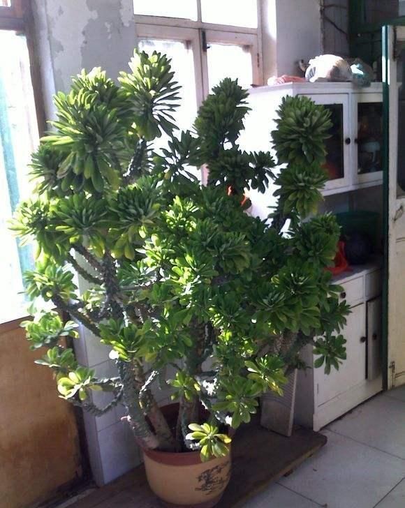  汁液@花卉市场看到的这几种多肉,长大了都是有毒的,最好别买