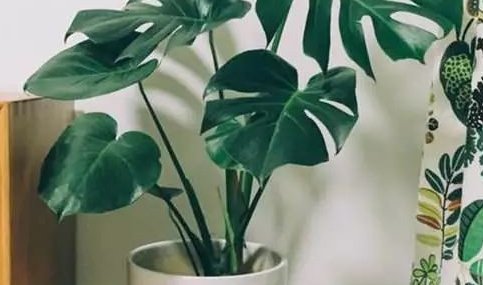  『细节』龟背竹的养殖方法和注意事项,分享三个重要细节,蹭蹭长,开背快