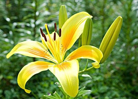 『家里』这几款小花,养在家里,开花浓妆淡抹,花开一簇簇,阳台美成花园
