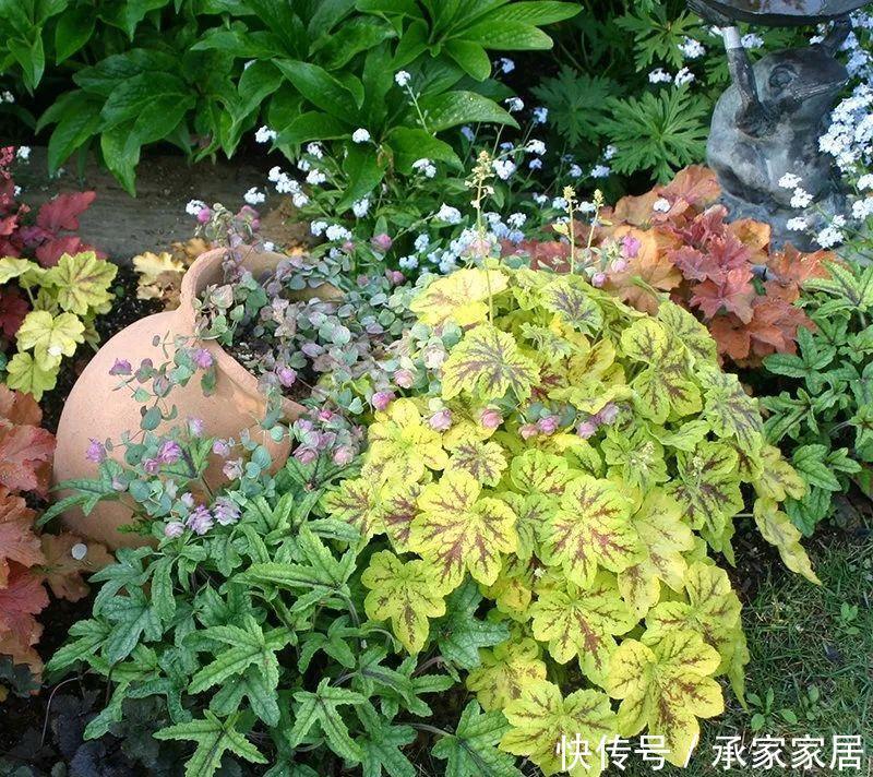  『矾根』4种花就要多晒，太阳下面会变色，叶子比花还好看！