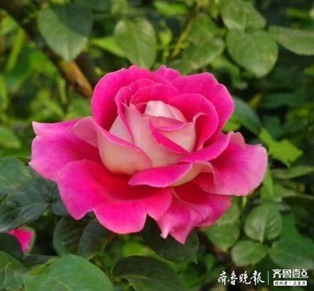  『月季』多姿多彩的花中皇后——月季