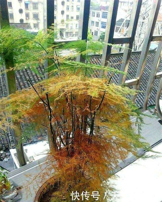  [暖气]几种花容易得“暖气病”，教你几招能救回来，绿油油的才好看