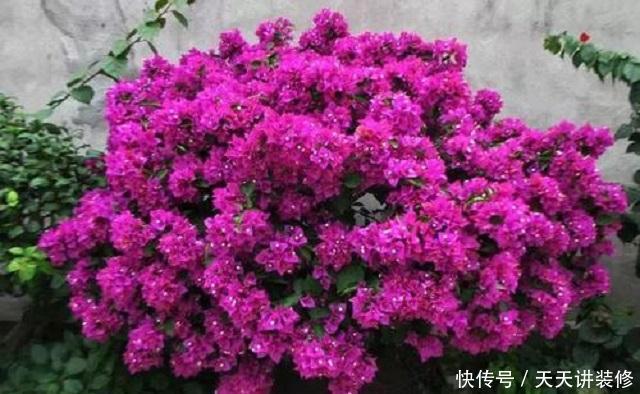 『三角梅』三角梅养护,有3个“绝招”,能让它花开朵朵超美观,不懂赶紧学