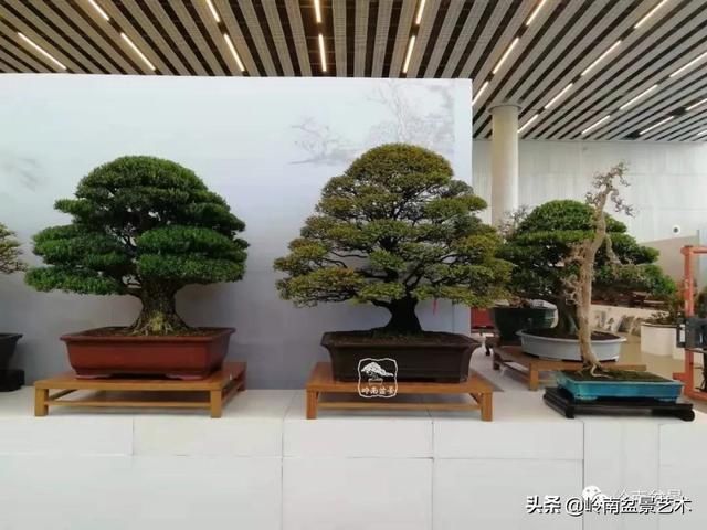  「作品」有年功的盆景，品相好，价值高！