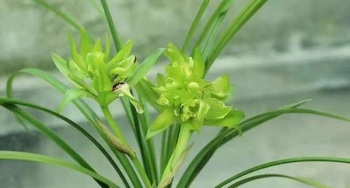  『开眼』今年最火的6种兰花，一开满屋飘香，美的让人移不开眼！