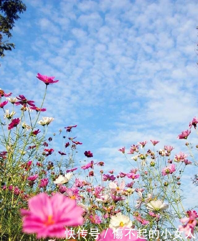 七绝《乙亥初秋时节感怀》十二首 辉叔