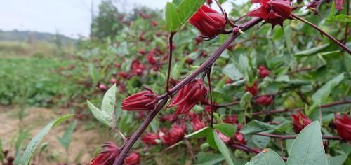  魔性：好魔性的植物，名字叫“红桃k”，养上一盆，开花好看又能泡茶喝