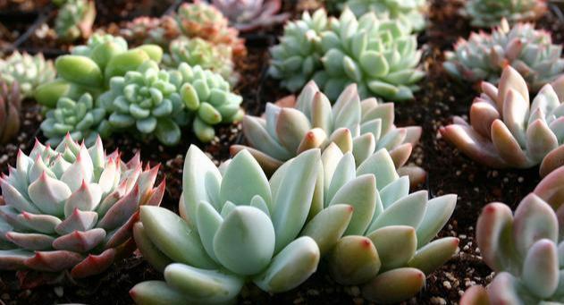 [方法]多肉生了蚧壳虫，3个方法最管用，撒一点，几年不见虫