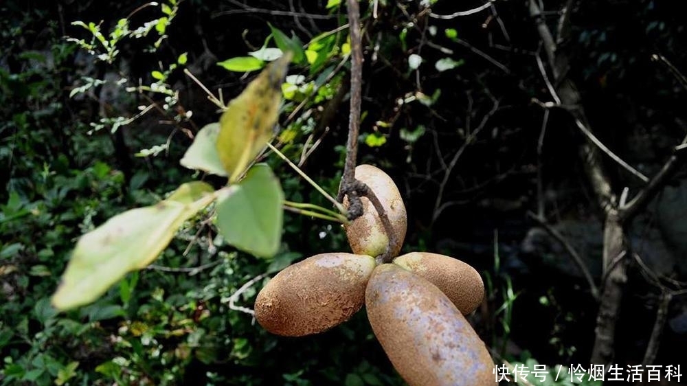 农村夏季6大野果，第1种泡酒是一绝，第6种被誉为“水果之王”