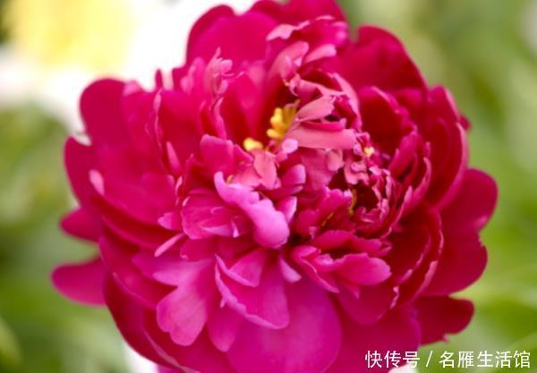 「养花」养花就养这4款,全年“开花不停”,阳台养一盆,变成小花园