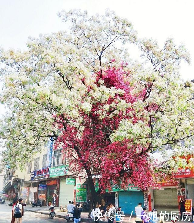 广西两棵网红树合抱相生18年, 市民纷纷拍照