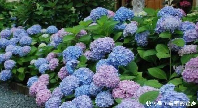 漂亮|养6种花,扦插真简单,不用生根粉也能快速生根成活