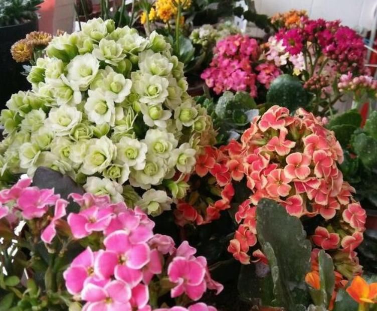  [长寿花]现在就养4种花，越冷开花“越旺”，开成小花园，懒人也养的好