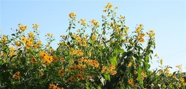  菊芋：日本视它高端菜，引入中国曾被大量种植，如今遭农民痛恨