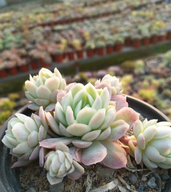 多肉浇水:多肉植物根黑腐的原因是什么