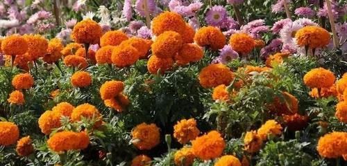  『家里』农历新年家里很适合摆的一些观赏植物，红红火火过鼠年