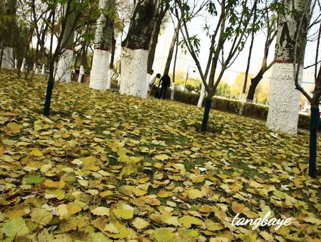 金色的秋天，大自然真是个杰出的画家，把这闪闪烁烁金黄的秋叶奇