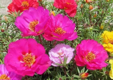 「懒人」适合懒人养的“四季花”，四季开花，枝头窜满花苞，爆出一片花海
