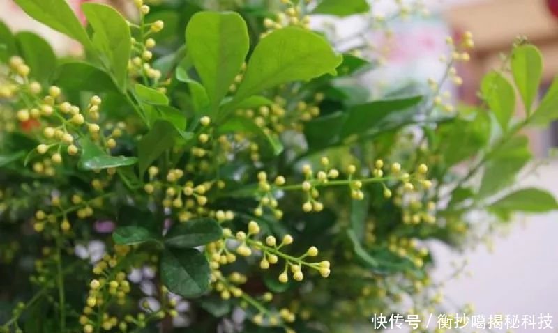  小妙■养花小妙招，花开爆满盆
